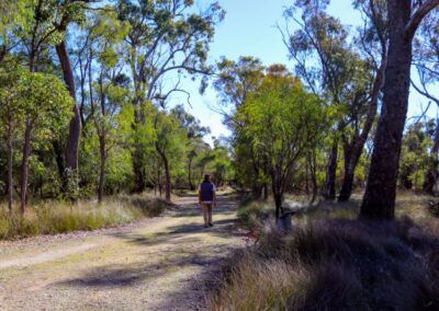 SaltBush